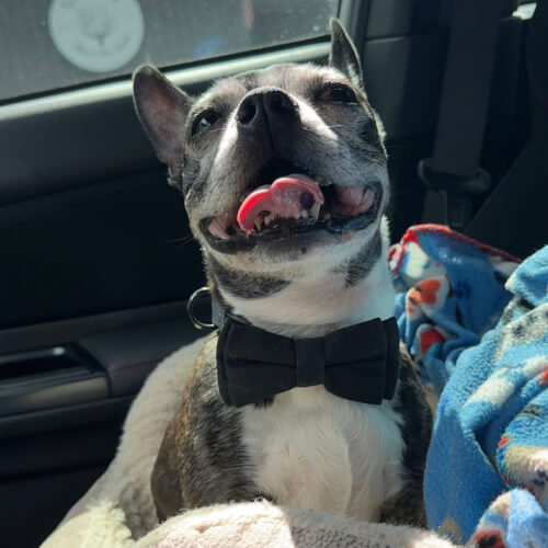 Jacqueline's senior dog
