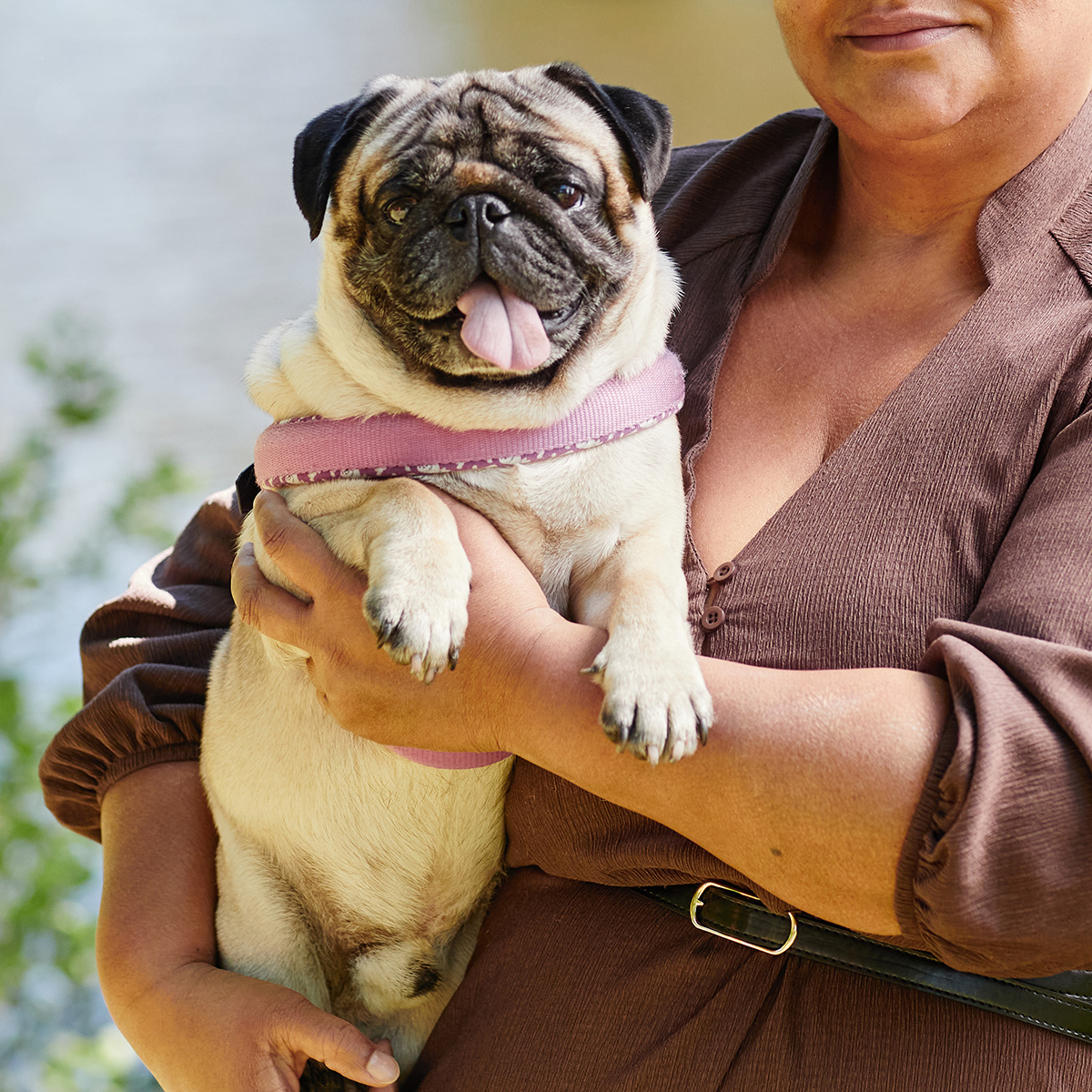 A veterinarian holding a happy pug