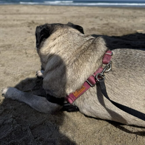 Jamie's pug on the beach